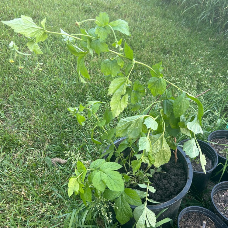 plant image 1712044 plant image 1712044
