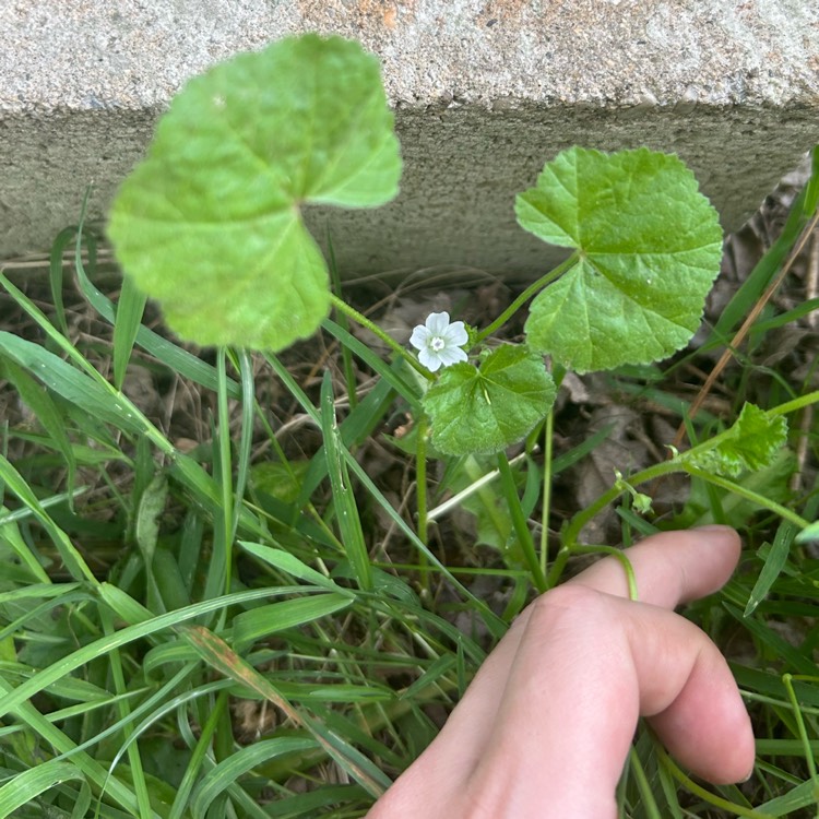 plant image 1712072 plant image 1712072