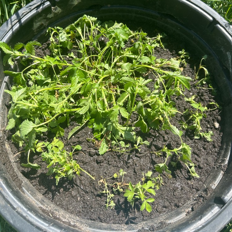 plant image 1713022 plant image 1713022