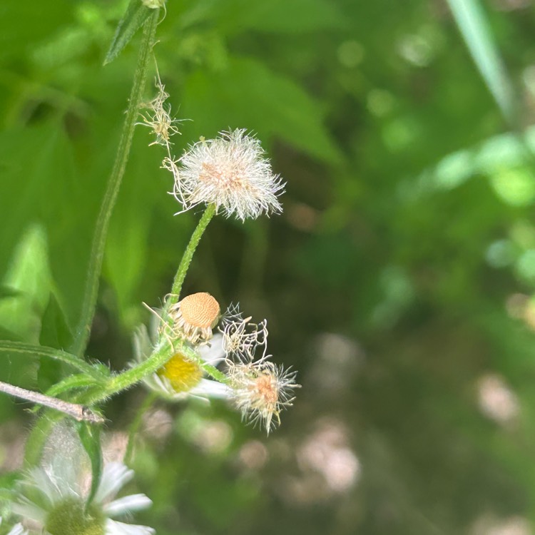 plant image 1713026 plant image 1713026