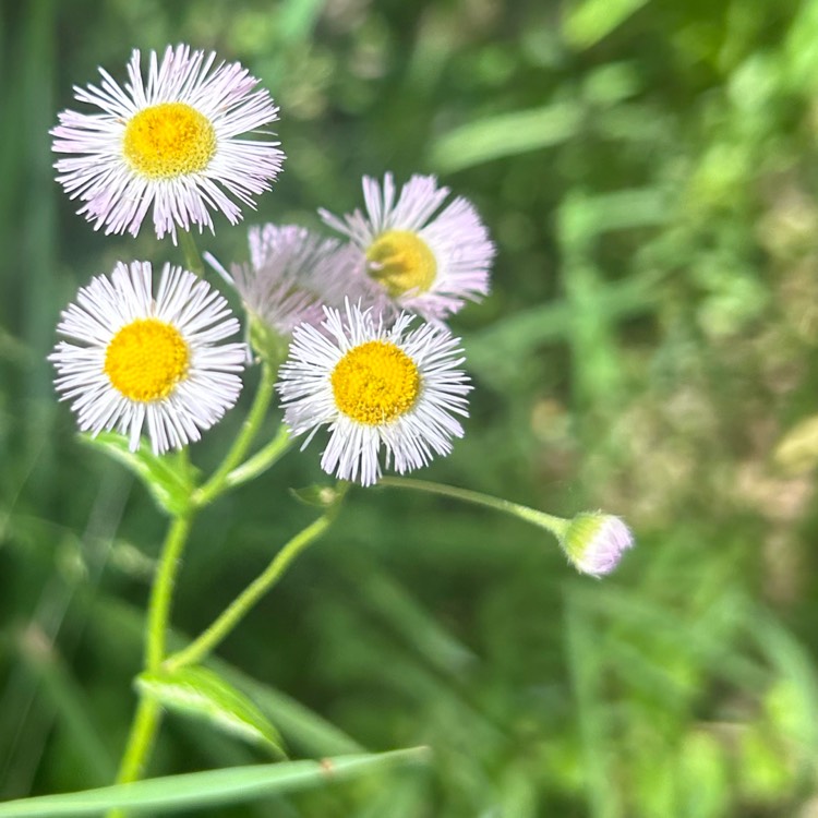 plant image 1713034 plant image 1713034