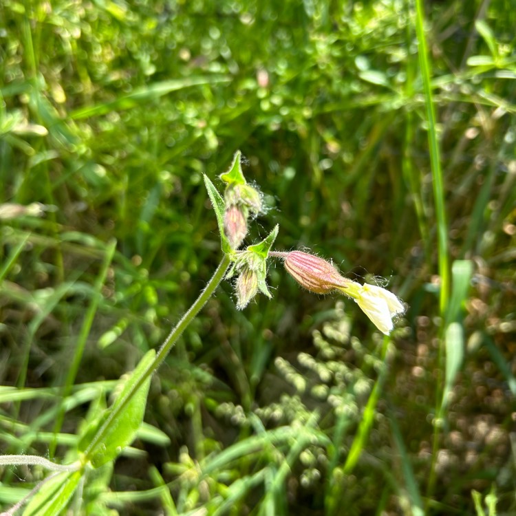 plant image 1713188