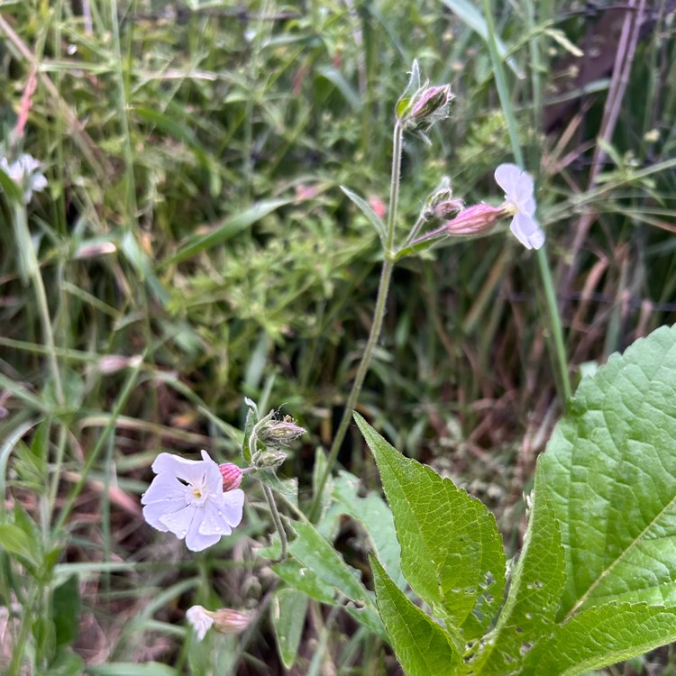 plant image 1713247