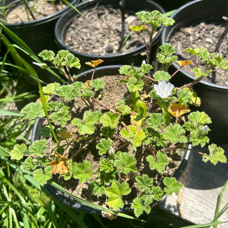 plant image 1715051 plant image 1715051