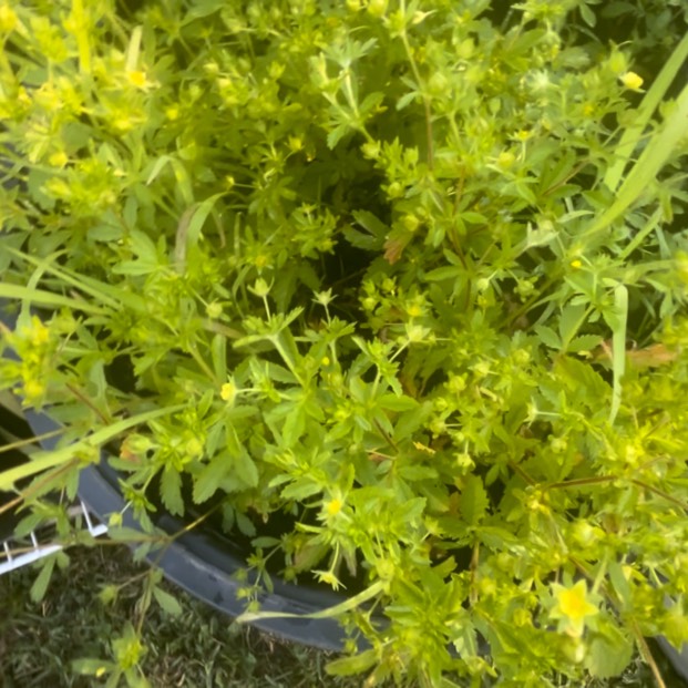 plant image 1719020 plant image 1719020