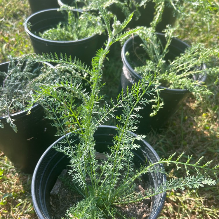plant image 1724977 plant image 1724977