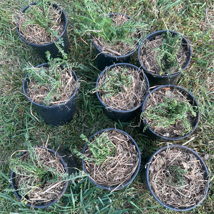 plant image 1724978 plant image 1724978