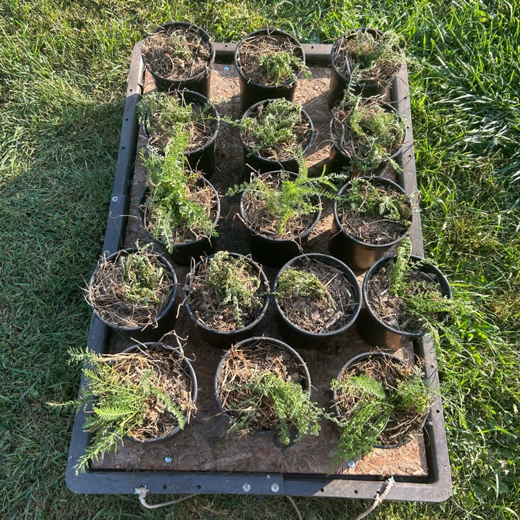 plant image 1724979 plant image 1724979
