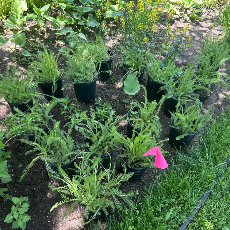 plant image 1734639 plant image 1734639