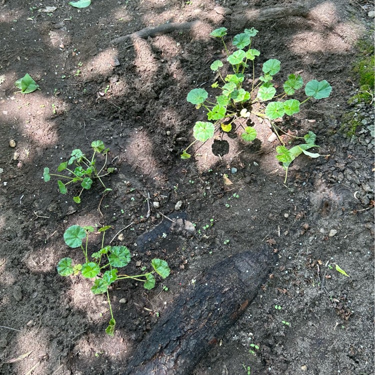 plant image 1734651 plant image 1734651