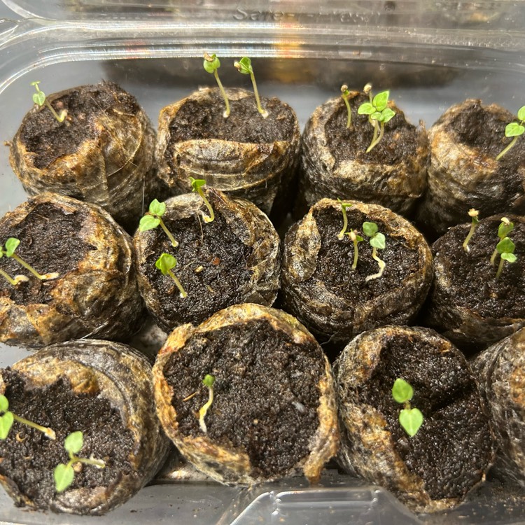 plant image 1735021 plant image 1735021
