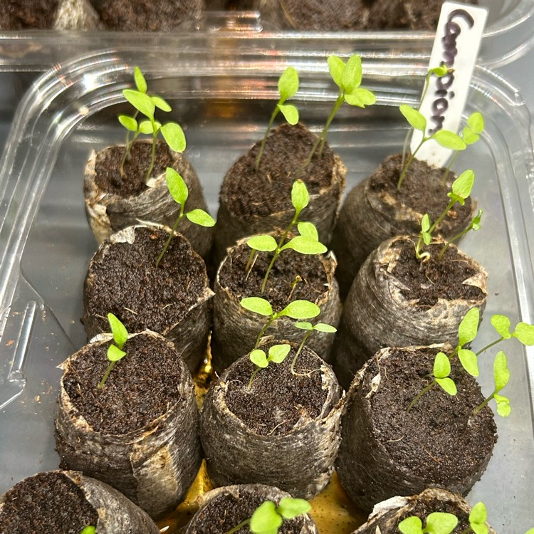 plant image 1735025