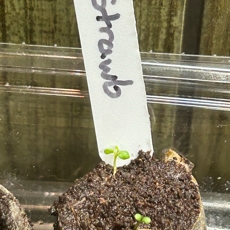 plant image 1735026 plant image 1735026