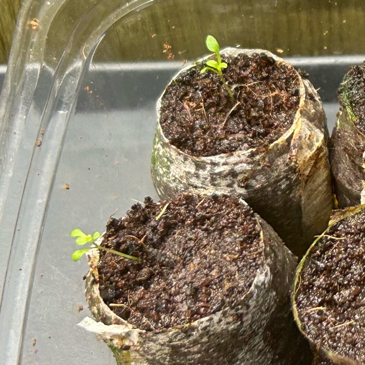 plant image 1735028