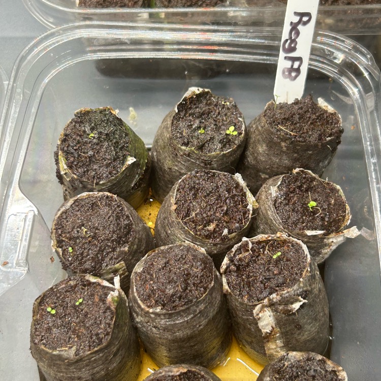 plant image 1735029 plant image 1735029
