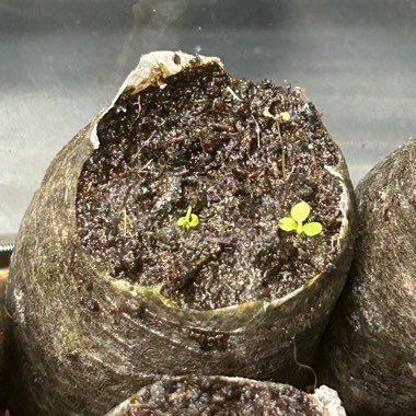 Eastern Daisy Fleabane