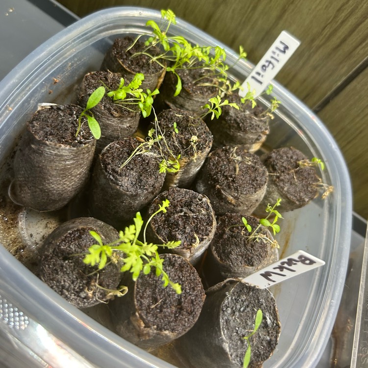 plant image 1735031 plant image 1735031
