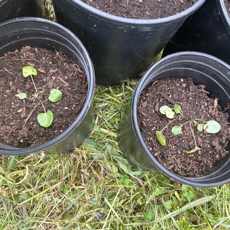 plant image 1735032