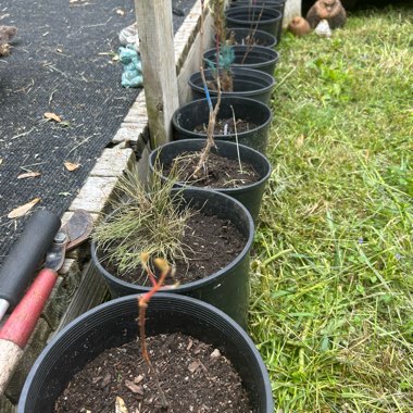 Antimony's garden