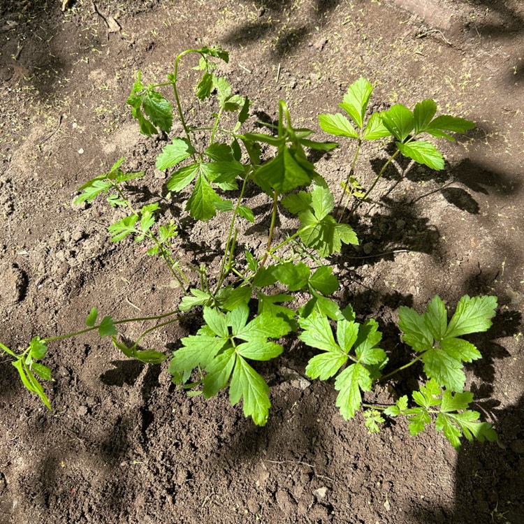 plant image 1735063 plant image 1735063