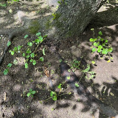 Dwarf Mallow
