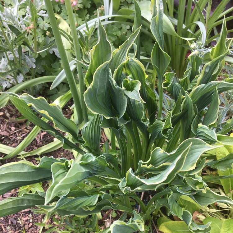 Plant image Hosta 'Curly Fries'