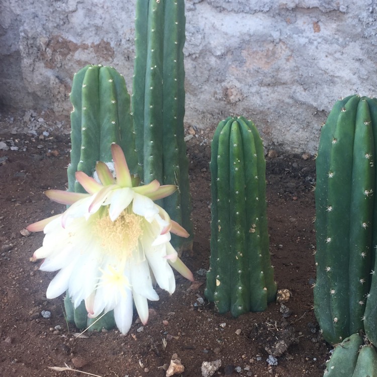 Plant image Trichocereus tersheckii syn. Echinopsis terscheckii