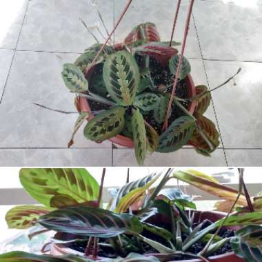 Maranta Leuconeura Var. Erythroneura