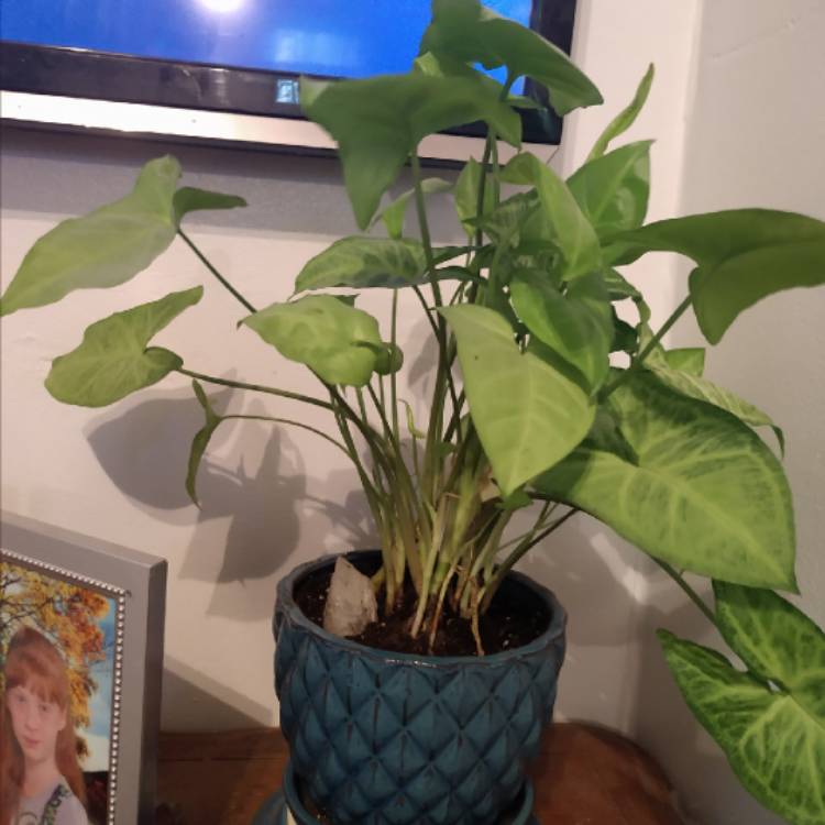 plant image 1003251