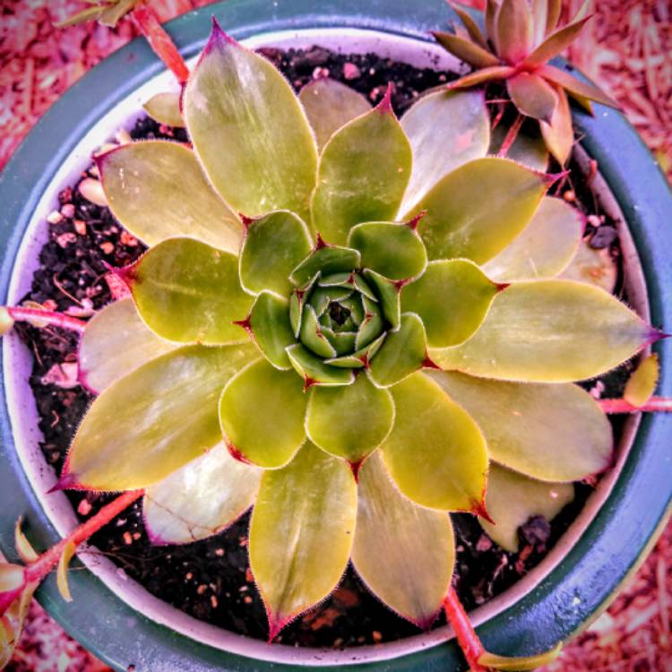 plant image 1076802 plant image 1076802
