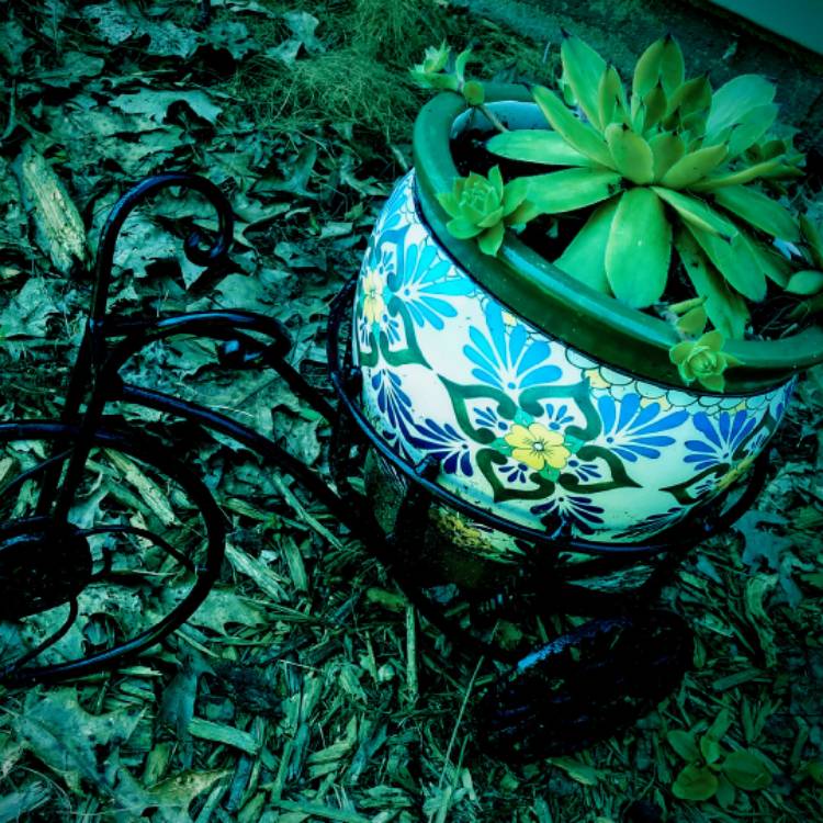 plant image 1076803 plant image 1076803