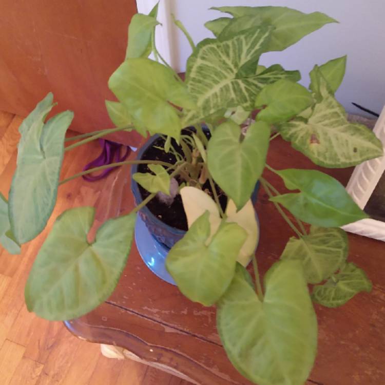 plant image 1113241