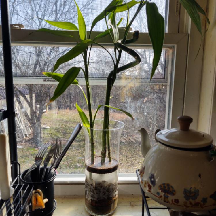 plant image 1432759
