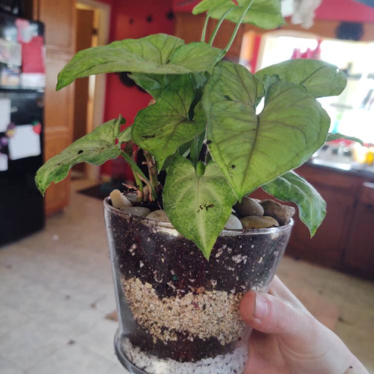 plant image 1451476