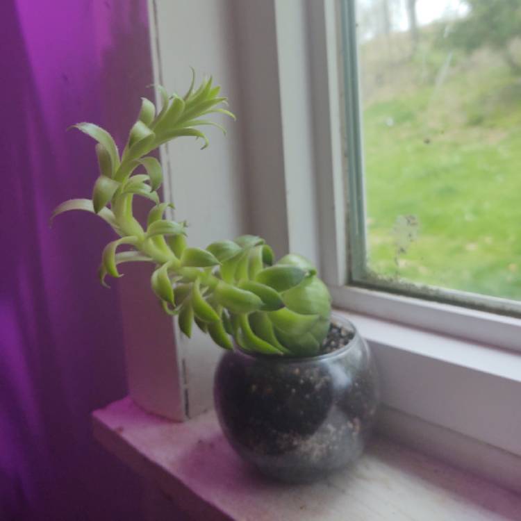 plant image 1464404 plant image 1464404