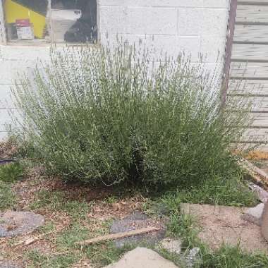 Lavandula