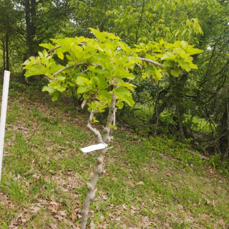 Plant image Morus alba 'Pendula'