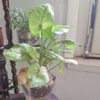 Sagittaria Graminea