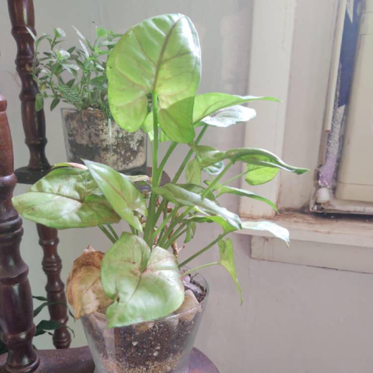 plant image 1487607
