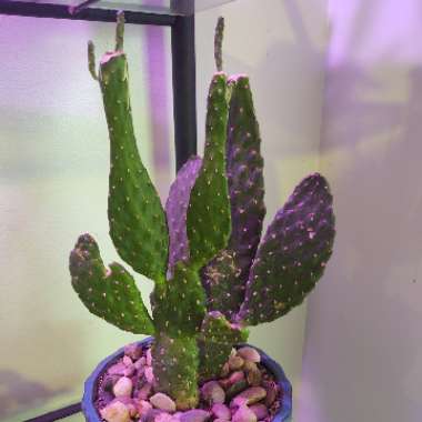 Opuntia ellisiana