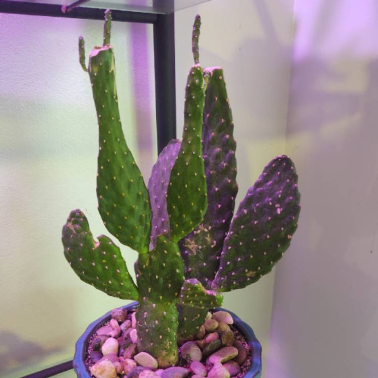 plant image 1487648