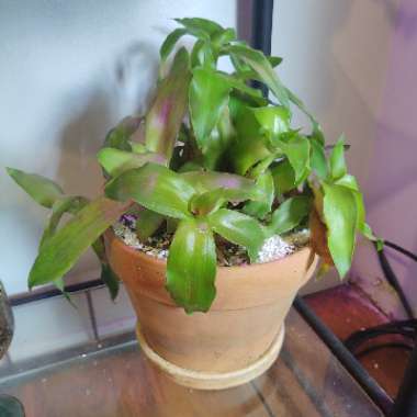 Callisia Fragrans