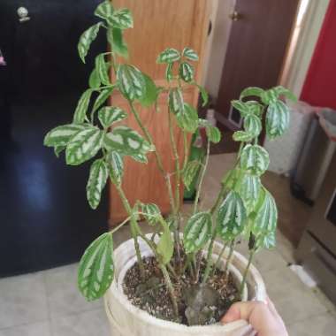 Pilea cadierei 'Minima'
