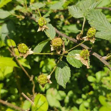 Rubus fruticosus