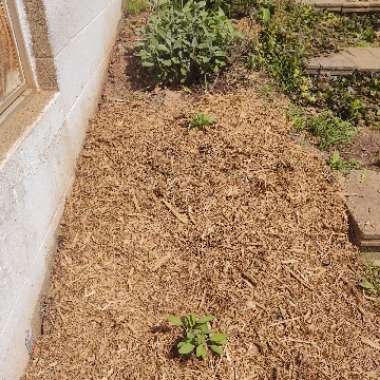 Salvia officinalis
