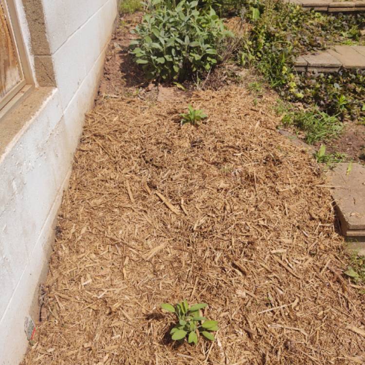 plant image 1488205