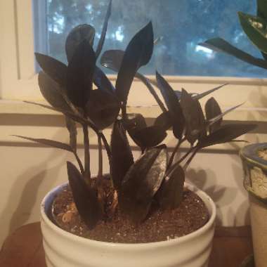 Zamioculcas zamiifolia 'Raven'