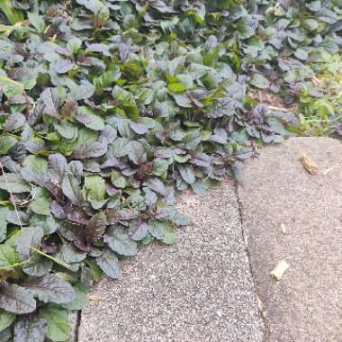 Ajuga reptans
