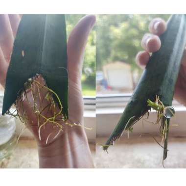 Sansevieria zeylanica