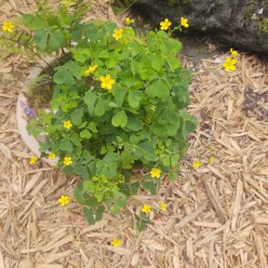 Oxalis stricta